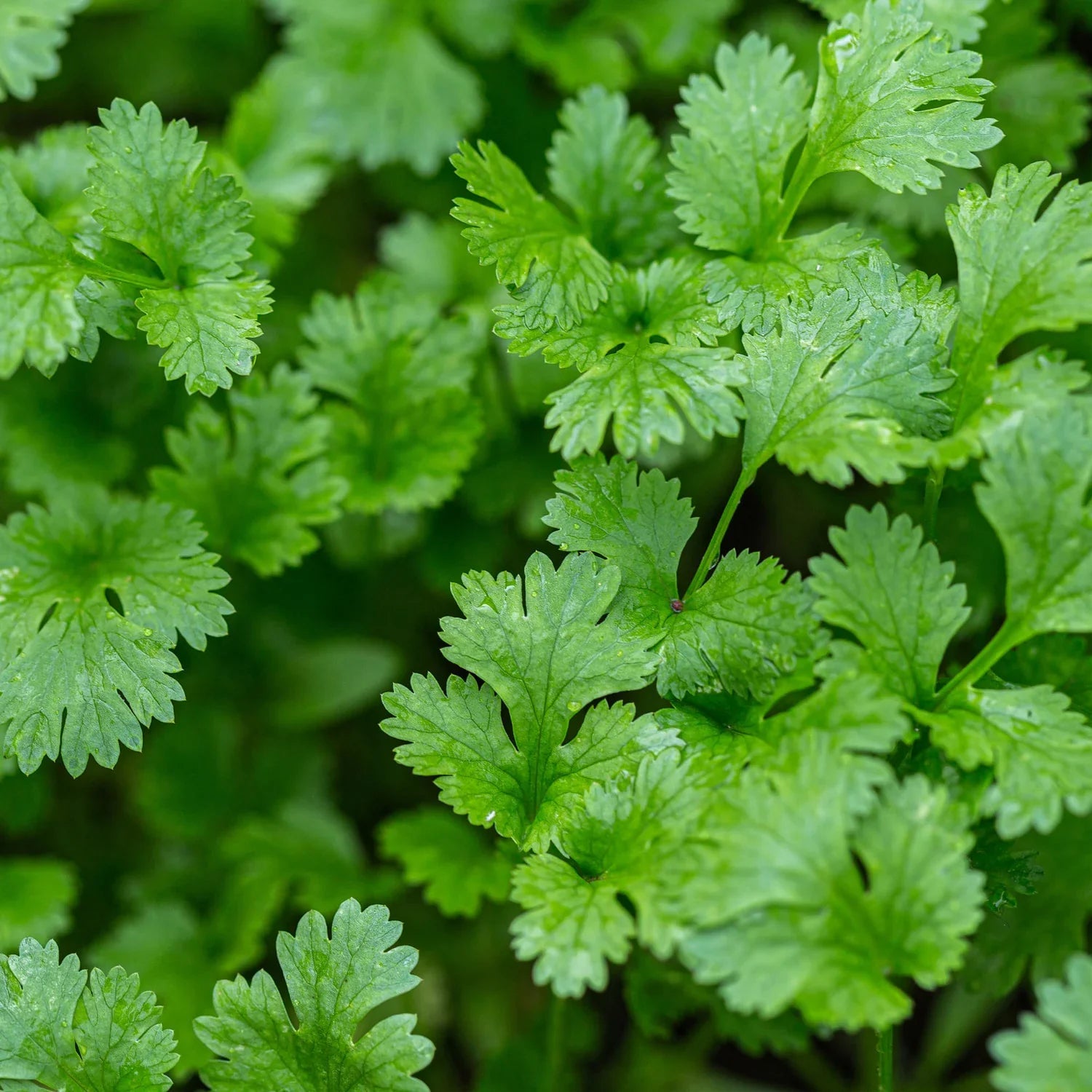 If you like the aromatic flavor of salsa served in Mexican restaurants, you'll like cilantro. The leaves have an instantly recognizable fragrance that fills a room when you cut them. Sometimes called Chinese parsley, its distinctive aroma and flavor is also part of Caribbean and Asian foods, lending flavor to recaito, salsas, curries, salads, chutneys, herbed butters, and meat marinades.