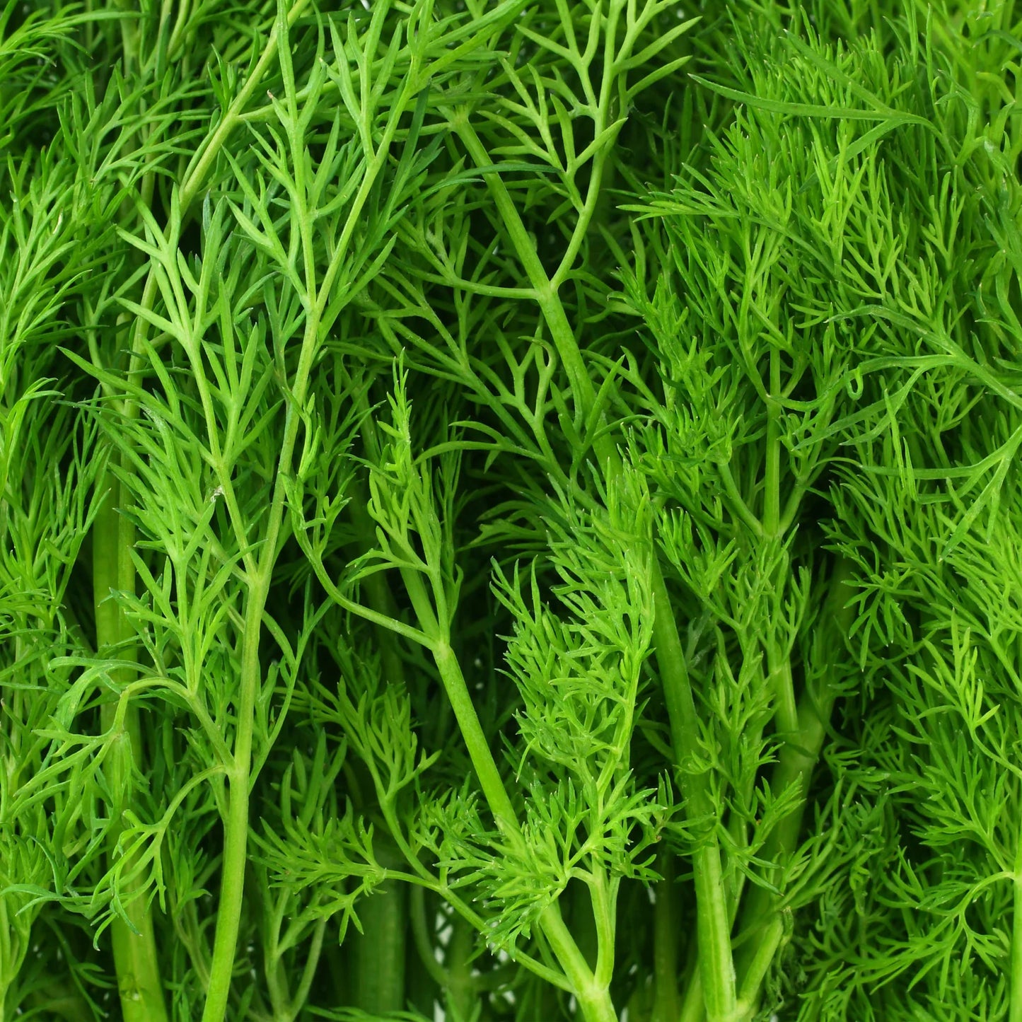 Sometimes known as the "fish herb" because it's such a delicious complement to fish, dill is used in many dishes, especially dips, soups, vinegars, and salads. Fernleaf is an improved, more compact variety of ordinary dill. A 1992 All-America Selections winner, this variety of dill continues to be a favorite for its garden performance and the fact that it offers a lot of foliage. It is also slower to set seed than ordinary dill varieties, which means that you can harvest foliage longer. As the flowers do a
