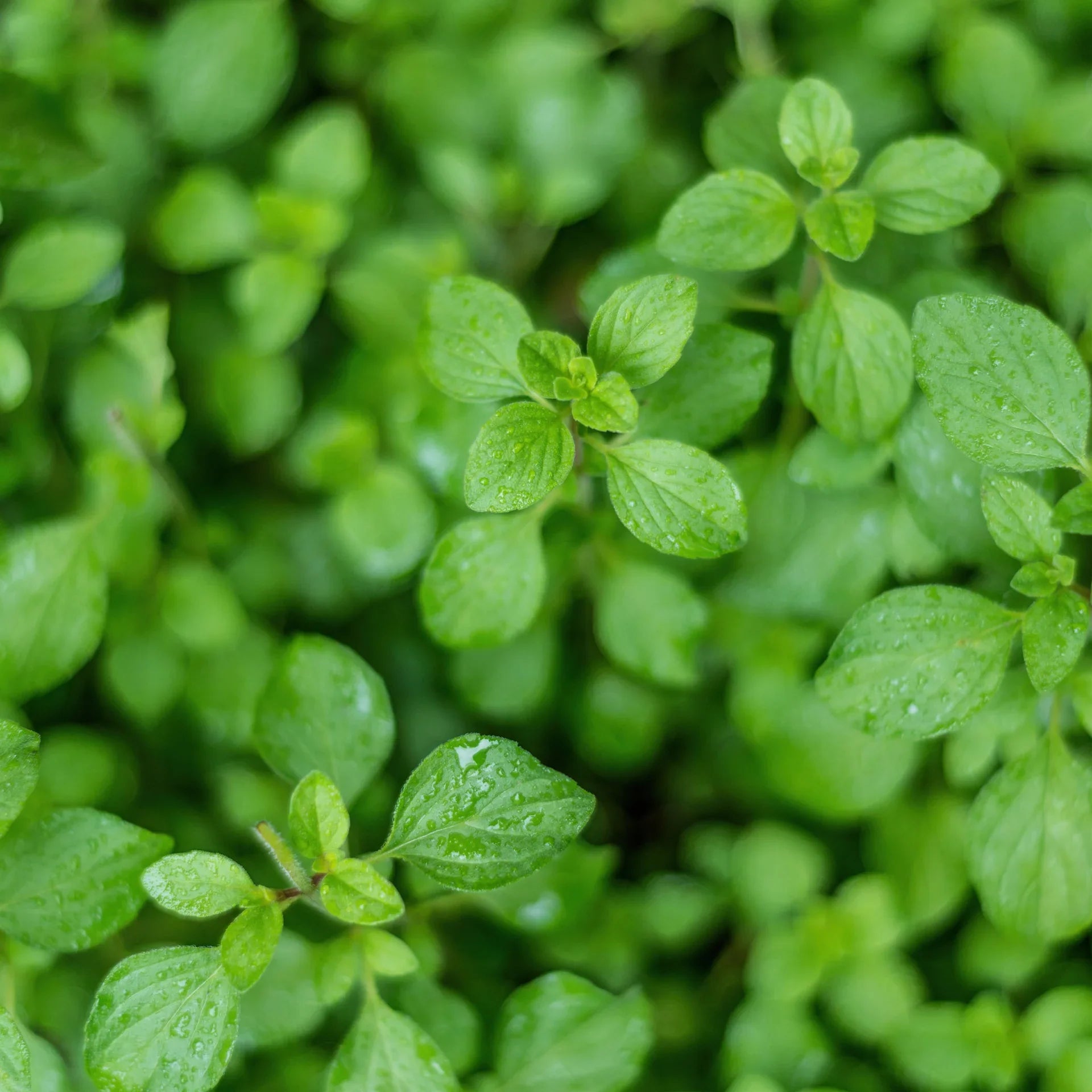 Enjoy oregano aroma and flavor on pizza, in egg dishes, and in tomato sauces. Native to the Mediterranean region, this plant prefers climates with lower humidity, so keep the foliage and roots away from too much moisture. Give it good air circulation. For that reason, it is perfectly suited for a container. In the ground it makes a ground-cover-like mat. Harvest anytime, but especially as the stems begin to get tall and are getting ready to flower -- that is when the leaves are the most flavorful. Cut it b