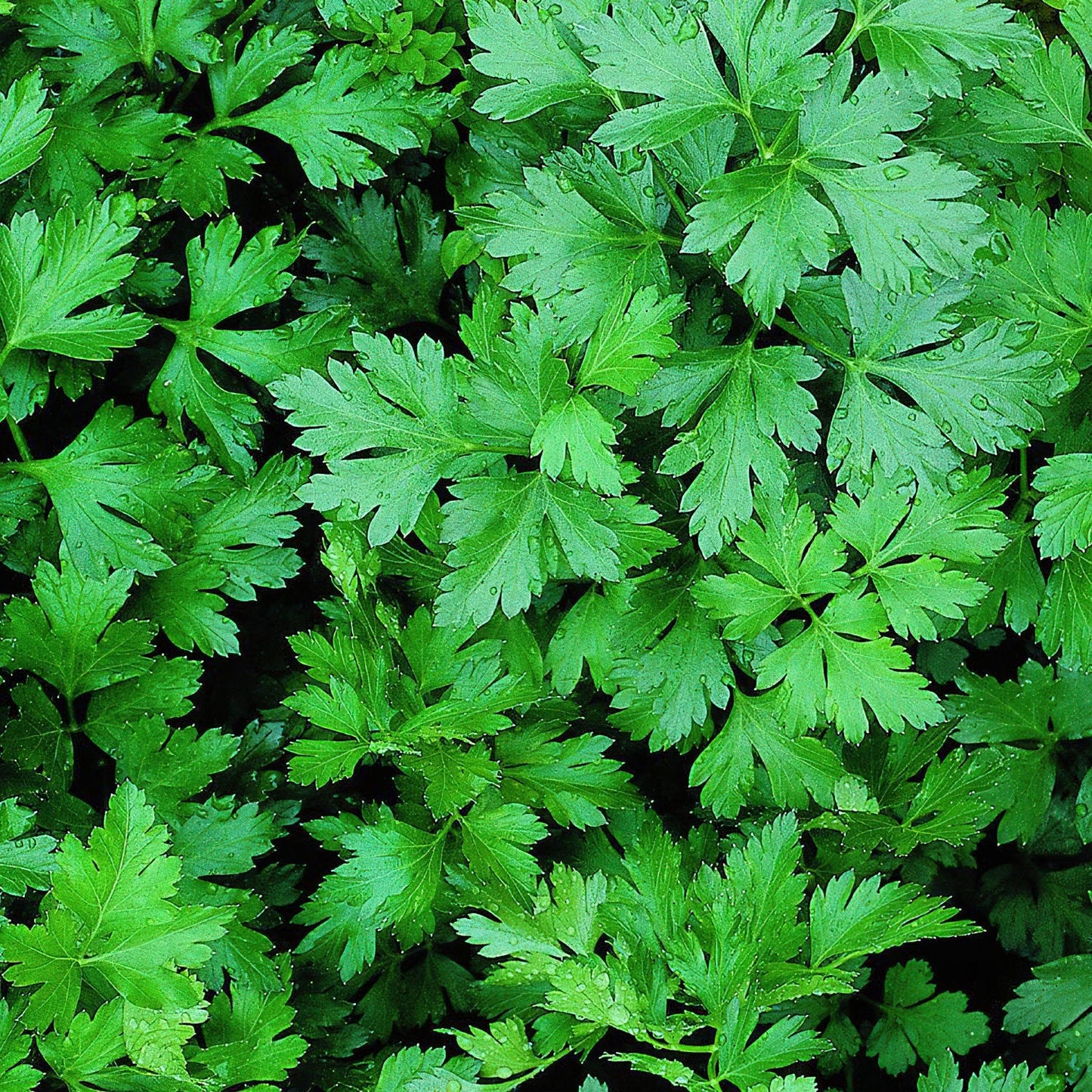 This Italian flat-leafed parsley has, of course, flat leaves, which distinguish it from the better-known curly-leafed parsley. At first the foliage might be easily confused with cilantro. However, its flavor is distinctly parsley, and it is favored for its deep flavor, which some say holds up better in cooking than curly parsley. It is popular in Mediterranean and Middle Eastern cuisine. Easy to chop, the nutritious flat leaves are high in iron and in vitamins A, C, and E. A high chlorophyll content makes 