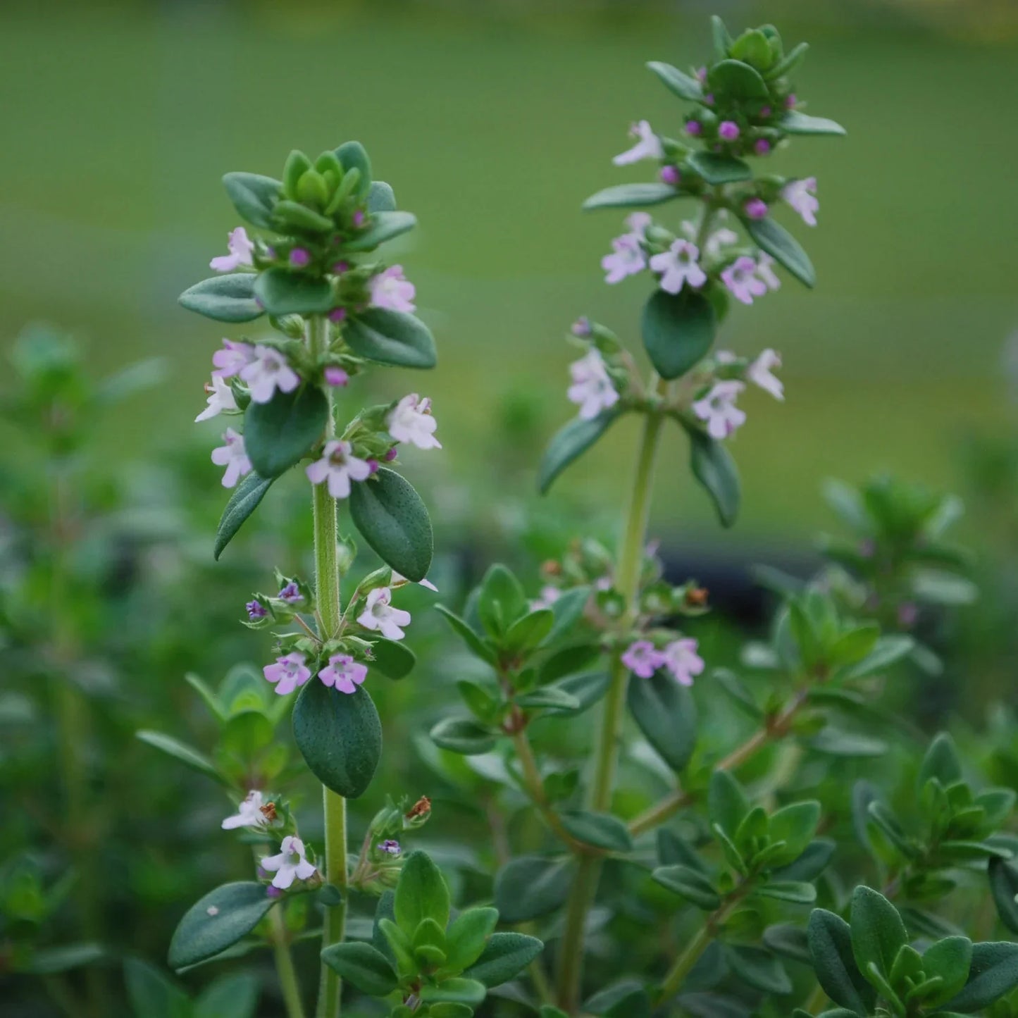 Thyme is an easy and practical herb to grow. Highly aromatic, it enhances meat dishes, eggs, cheeses, soups, and sauces, and it is a primary component of both Bouquet Garni and Herbes de Provence. Use it to elevate the flavor of good ole' beef stew, too. This tiny-leaved thyme is among the most aromatic, more so than larger-leafed varieties. You may also hear it called winter thyme, because it is one of the most cold hardy of all the different thymes. The leaves are evergreen to semi-evergreen, depending o