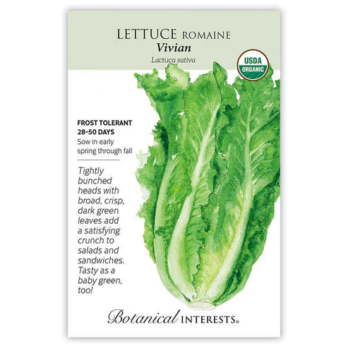 This emerald green lettuce will be a gem in your garden. 'Vivian' has crisp leaves wrapped in tight heads that reach a whopping 12"â€”16'' tall and 4"â€”6'' across, making its large leaves the perfect choice for impressive salads or tender lettuce wraps. Bolt resistance and vigorous growth make it a dependable performer that produces tender baby greens in just a few weeks.