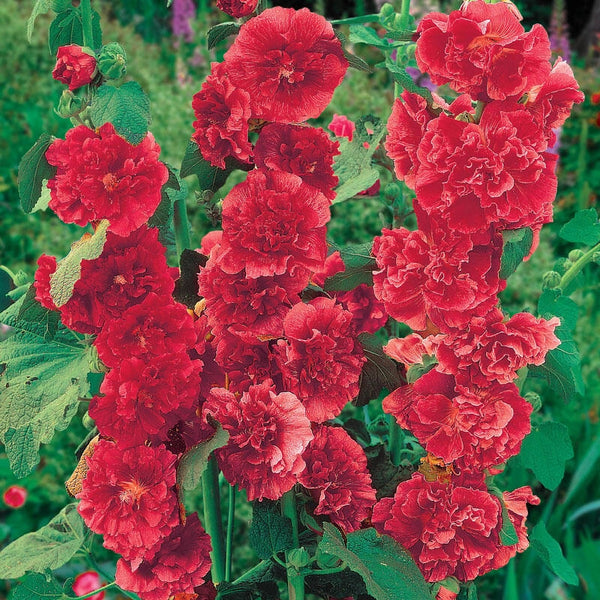 Alcea rosea - Hollyhock (Chater's Double Red)