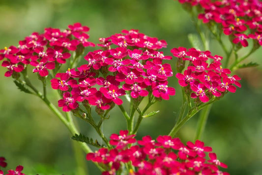 Achillea Millefolium New Vintage Red