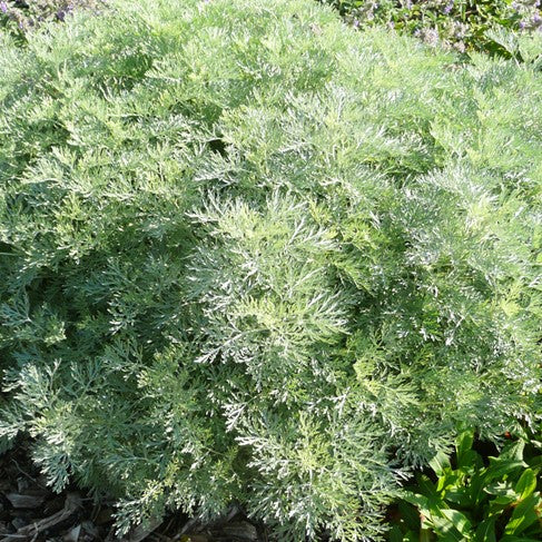 Artemisia Arborescens x Absinthium Powis Castle
