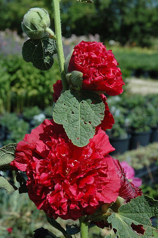 Alcea rosea - Hollyhock (Chater's Double Red)