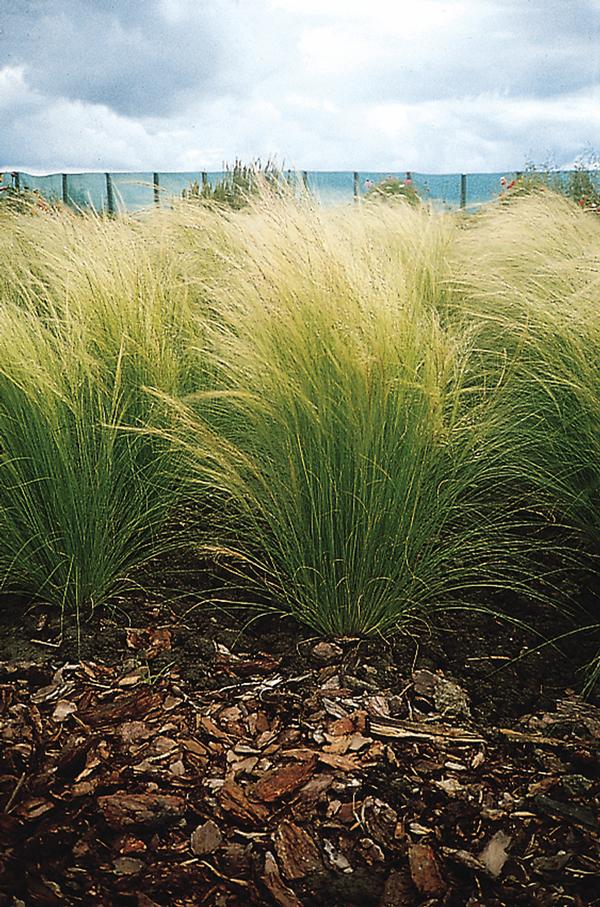 Grass Pony Tails Stipa Nassella Tenuissima