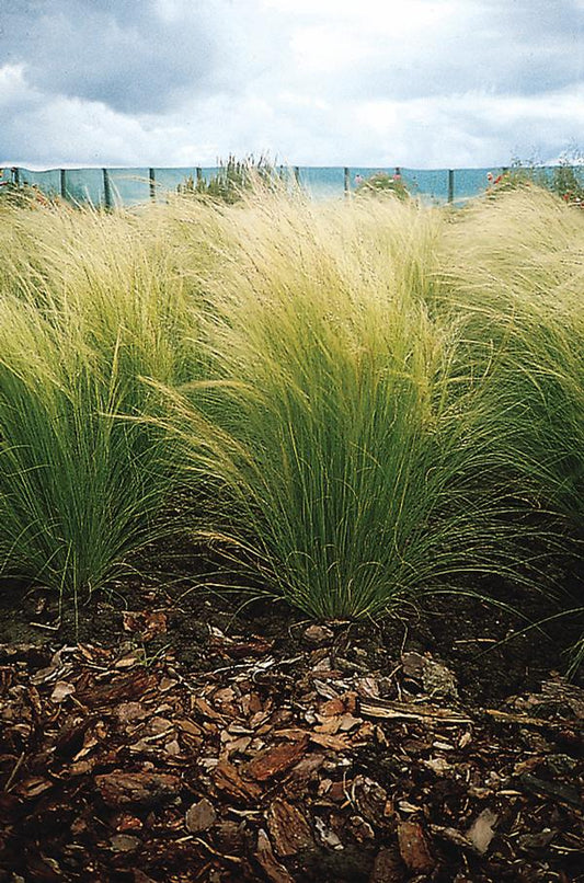 Grass Pony Tails Stipa Nassella Tenuissima