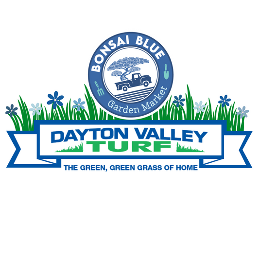 Papaver Orientale - Helen Elizabeth