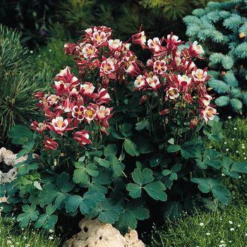 Aquilegia caerulia - Columbine