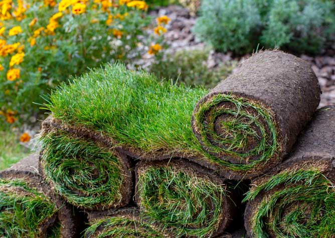 DURATURF - Dwarf Fescue grass blend. Peat-based and California-Grown PICKUP PRICE