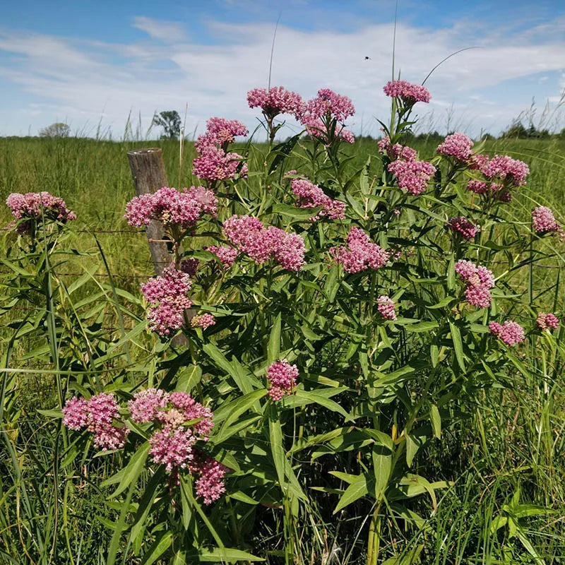 Asclepias Incarnata Soulmate