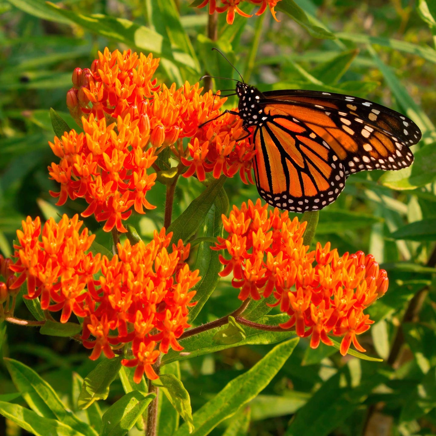 Asclepias - Butterfly Flower