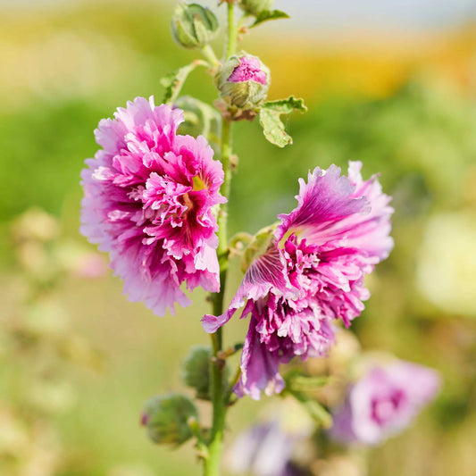 Alcea rosea - Hollyhock (Queeny Purple)